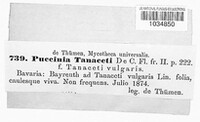 Puccinia tanaceti image